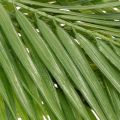 Artificial palm branch, artificial plant for arrangements, 90cm | Floristik24.ie