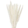 Floristik24 Pampas grass dried flowers bleached 70cm 15pcs