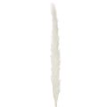 Pampas grass dried flowers bleached 70cm 15pcs | Floristik24.ie
