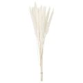 Pampas grass dried flowers