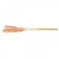 Floristik24 Dried pampas grass pink dried flowers natural decoration 65-75cm 6pcs