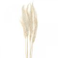 Floristik24 Pampas grass dried Bleached dry deco 65-75cm 6pcs in bunch