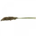 Floristik24 Dried Pampas Grass Natural For Dry Bouquet 70-75cm 6pcs