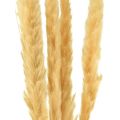 Floristik24 Pampas grass dried dry grass cream dry decoration 70cm 6pcs