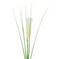 Floristik24 Pampas grass fronds cream-green H100cm