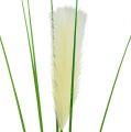 Floristik24 Pampas grass fronds cream-green H100cm