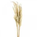 Floristik24 Pampas grass, dried, bleached 75cm For a dry bouquet Bunch of 10 pieces