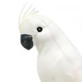 Floristik24 Parrots with feathers white Artificial cockatoo decorative bird 4pcs