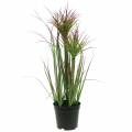 Floristik24 Sedge grass in a pot artificial green, red purple 45cm