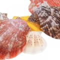 Floristik24 Scallops, sea decoration, scallop colorful H4.5–8cm 1kg