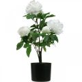 Floristik24 Artificial Paeonia, peony in a pot, decorative plant white flowers H57cm