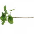 Floristik24 Peperomia Artificial green plant with leaves 30cm