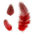 Floristik24 Faraona guinea fowl feathers 30g red