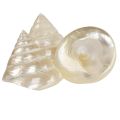 Floristik24 Mother of pearl top snail sea snail decoration 5–6cm 6pcs