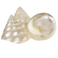 Mother-of-pearl top shell sea snail decoration 5–6cm 6 pcs | Floristik24.ie