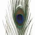 Floristik24 Peacock feathers deco real feathers for handicrafts natural 24-32cm 24pcs