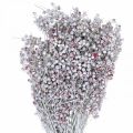 Floristik24 Snowed pepper berries, winter decoration, dried flowers, Advent, pink pepper washed white 170g