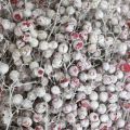 Floristik24 Snowed pepper berries, winter decoration, dried flowers, Advent, pink pepper washed white 170g