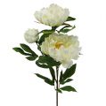 Floristik24 Peony artificial flowers cream L70cm