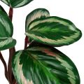 Floristik24 Plant Tropical Green, Pink 20cm