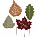 Floristik24 Plant plug leaf 8-10cm natural / green / purple 24pcs