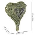 Natural plant heart for floristry with foil, 25cm | Floristik24.ie