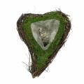 Floristik24 Plant heart vine, moss 22cm x 28cm H8cm