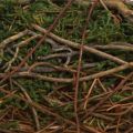 Planter with natural vines & moss Cushion 20×20×6.5cm | Floristik24.ie