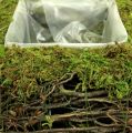 Floristik24 Plant cushion moss with vine 20cm x 20cm