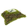 Floristik24 Plant cushion moss with vine 30cm x 30cm