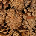 Round pine cone planting bowl,