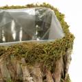 Floristik24 Plant basket square moss, bark 34 × 15.5 / 24.5 × 11cm, set of 2