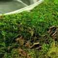 Floristik24 Planter bowl moss with vine Ø 25cm