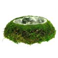 Floristik24 Planter bowl moss with vine Ø 25cm