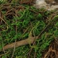 Planting boat vines and moss planting bowl 31×17×6cm | Floristik24.ie