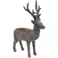 Floristik24 Plant pot deer decorative reindeer flower pot H39.5cm