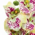 Floristik24 Artificial orchid branch Phaelaenopsis Green Pink H49cm