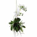 Floristik24 Orchid with Fern and Moss Balls Artificial White Hanging 64cm