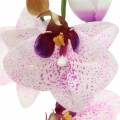 Floristik24 Artificial orchid Phaleanopsis White, Purple 43cm