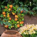 Artificial Physalis Wreath, Orange and Green, Ø28cm, Autumn Decoration | Floristik24.ie