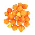 Floristik24 Physalis Orange Assorted 22pcs Decorative Artificial Flower Calyxes