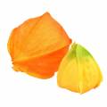 Floristik24 Physalis Orange Assorted 22pcs Decorative Artificial Flower Calyxes