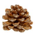 Floristik24 Pine cones Pinus Pinea cones cream mixed 5-18cm 25p