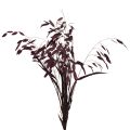 Floristik24 Dried Grass Sea Oats Chasmantium latifolium Purple 70cm 10pc