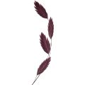 Dried Grass Sea Oats Chasmantium latifolium Purple 70cm 10pc | Floristik24.ie