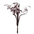 Dried Grass Sea Oats Chasmantium latifolium Purple 70cm 10pc | Floristik24.ie