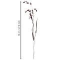 Dried Grass Sea Oats Chasmantium latifolium Purple 70cm 10pc | Floristik24.ie
