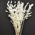 Floristik24 Dried Sea Oats Chasmantium latifolium White 70cm 10pc