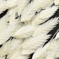 Dried Sea Oats Chasmantium latifolium White 70cm 10pc | Floristik24.ie