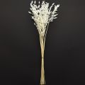 Dried Sea Oats Chasmantium latifolium White 70cm 10pc | Floristik24.ie